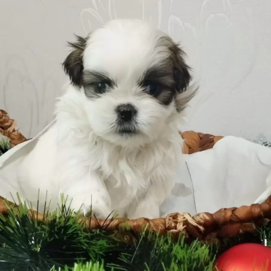 Shih Tzu Puppies for Sale in Austin (Texas)