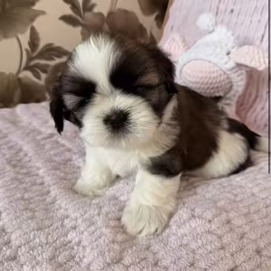 Shih Tzu Girl for Sale, 3 Months Old, Sidney (Montana)