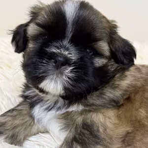 Shih Tzu Girl for Sale, 3 Months Old, Sidney (Montana)