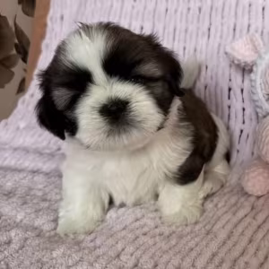 Shih Tzu Girl for Sale, 3 Months Old, Sidney (Montana)