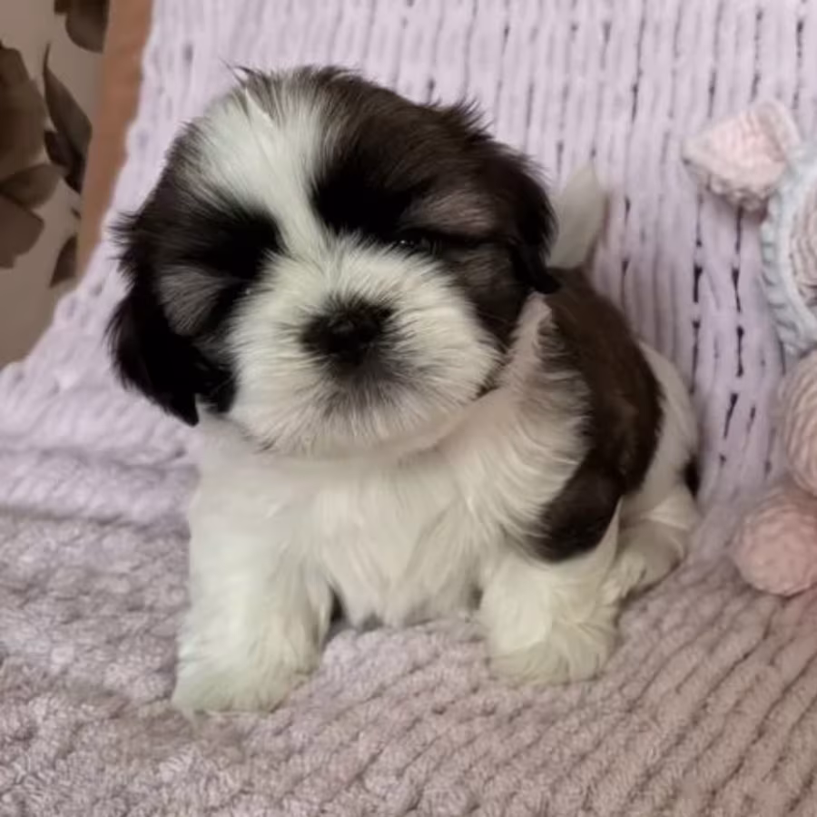 Shih Tzu Girl for Sale, 3 Months Old, Sidney (Montana)