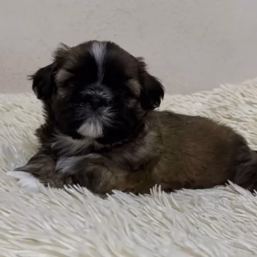 Shih Tzu Girl for Sale, 3 Months Old, Sidney (Montana)
