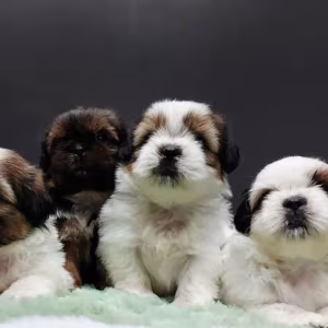 Shih Tzu Boys and Girls Looking for a Home in Brooklyn (New York)