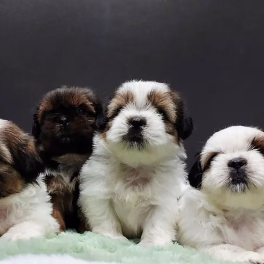 Shih Tzu Boys and Girls Looking for a Home in Brooklyn (New York)