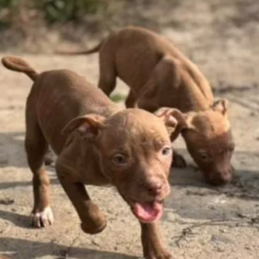 American Pit Bull Terrier Puppies for Sale in San Jose (California)