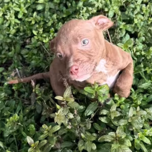 American Pit Bull Terrier Puppies for Sale in San Jose (California)