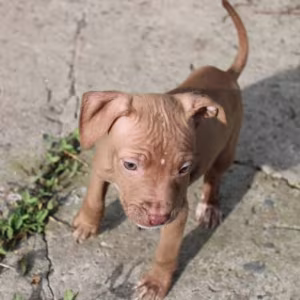 American Pit Bull Terrier Puppies for Sale in San Jose (California)
