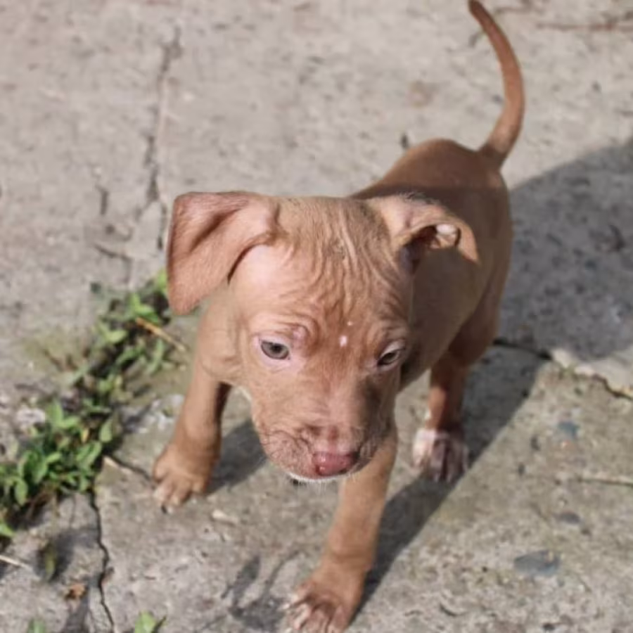 American Pit Bull Terrier Puppies for Sale in San Jose (California)