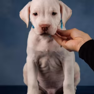 Purebred American Pit Bull Terrier Puppies for Sale in New York
