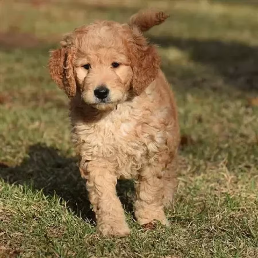 Here you can buy a puredbred goldendoodles puppies
