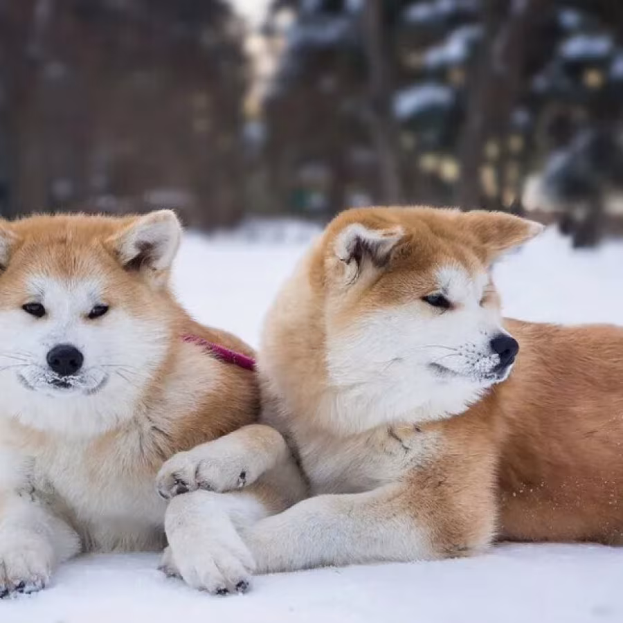 Akita Inu Puppies for Sale in Texas (TX)