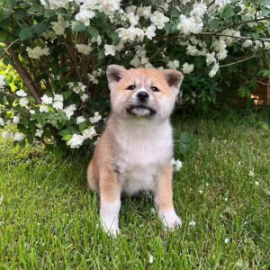 Akita Inu Puppies for Sale in Texas (TX)