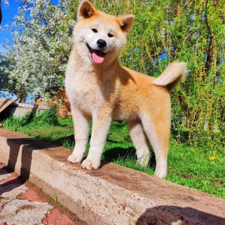 Akita Inu Puppies for Sale in Texas (TX)