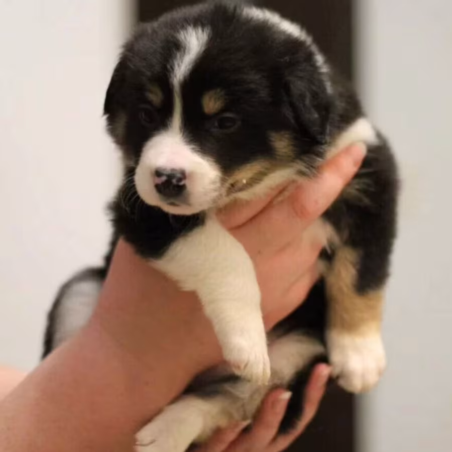 Border Collie Puppies for Sale in Arizona (AZ)