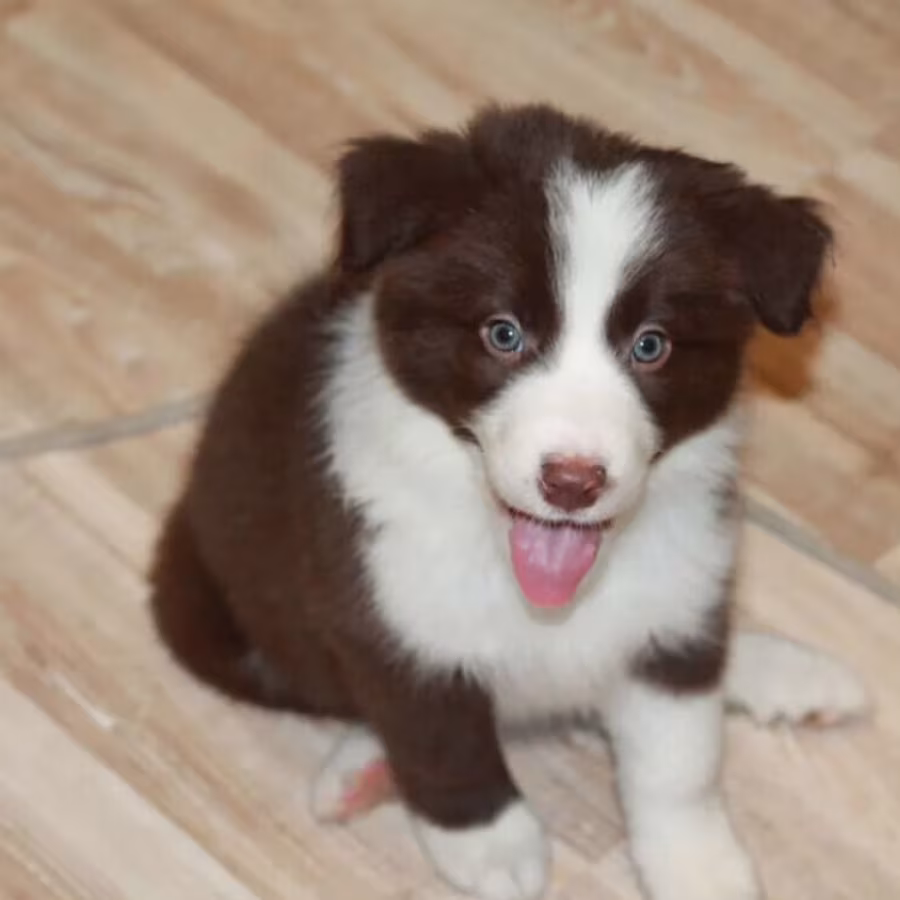 Border Collie Puppies for Sale in Arizona (AZ)