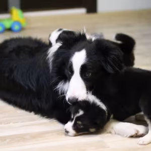 Border Collie Puppies for Sale in Arizona (AZ)