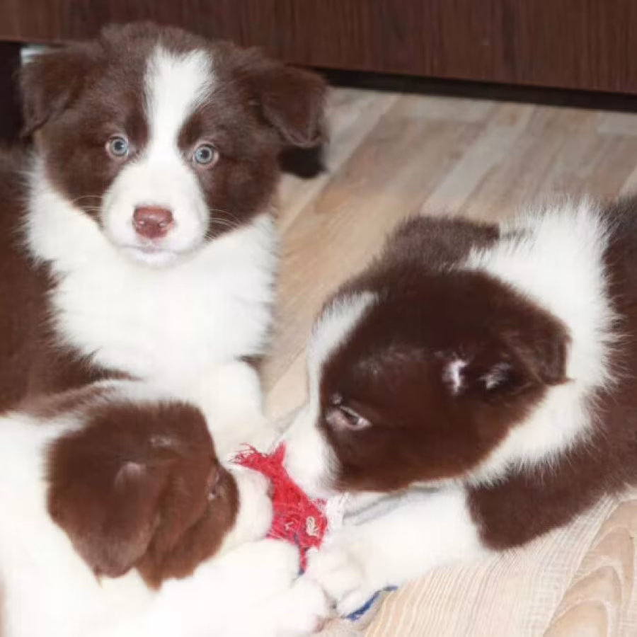 Border Collie Puppies for Sale in Arizona (AZ)