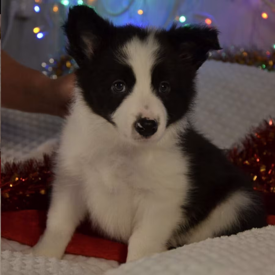 Collie Puppies for Sale in California (CA)