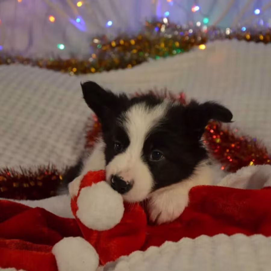 Collie Puppies for Sale in California (CA)