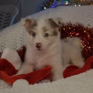 Collie Puppies for Sale in California (CA)