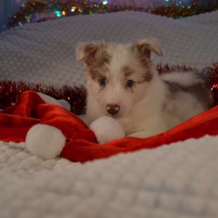 Collie Puppies for Sale in California (CA)