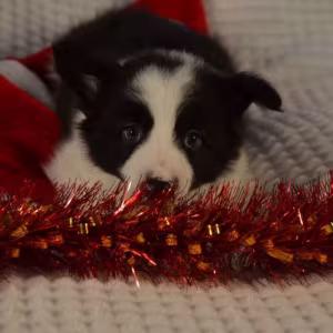 Collie Puppies for Sale in California (CA)
