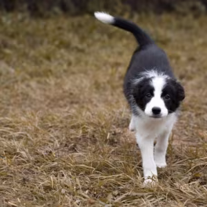 Border Collie Puppy for Sale in New York (NY)