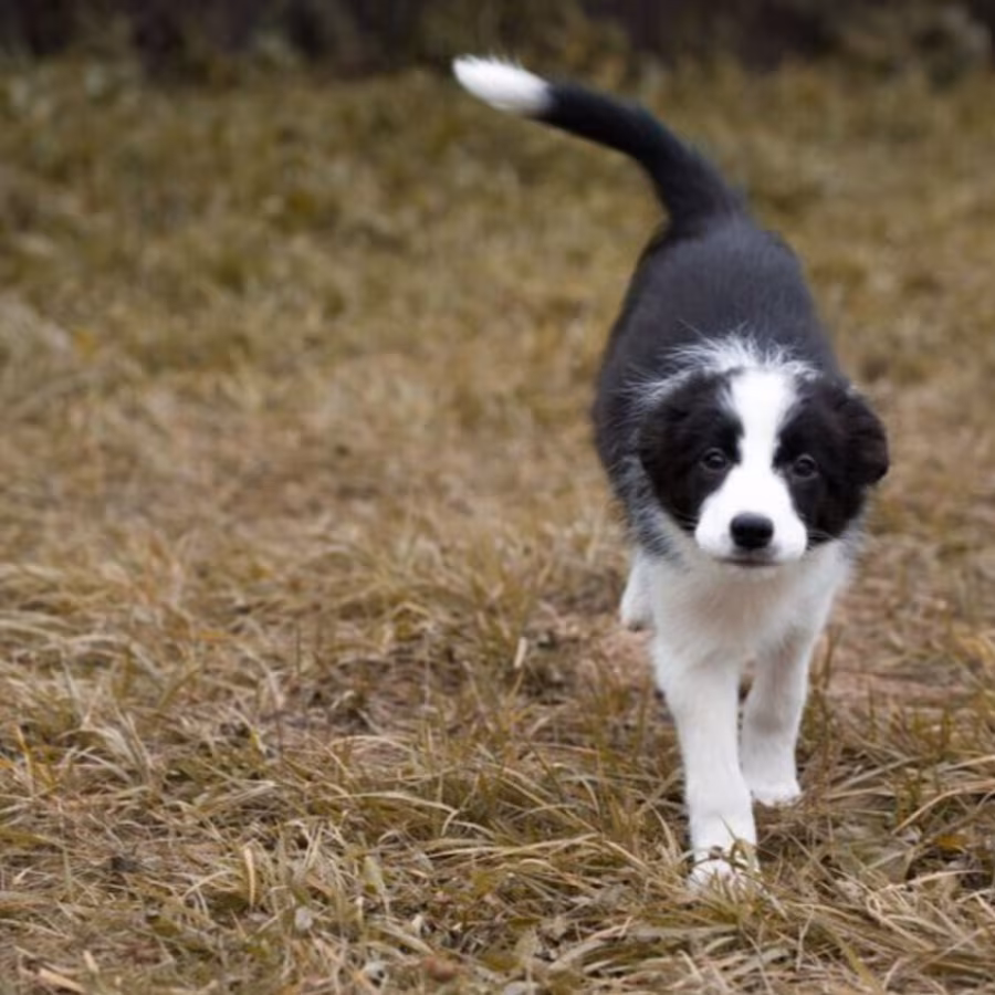Border Collie Puppy for Sale in New York (NY)