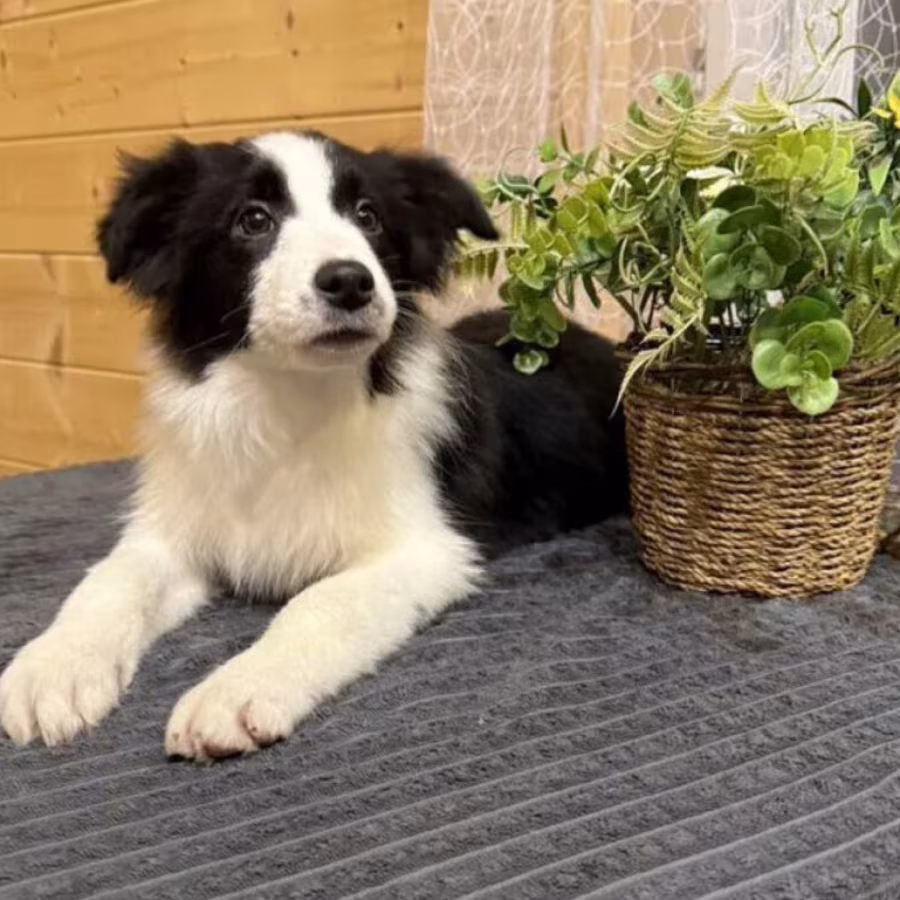 Border Collie Puppy for Sale in New York (NY)