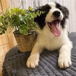 Border Collie Puppy for Sale in New York (NY)