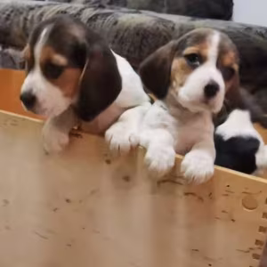 Beagle Puppies for Sale in Illinois (IL)