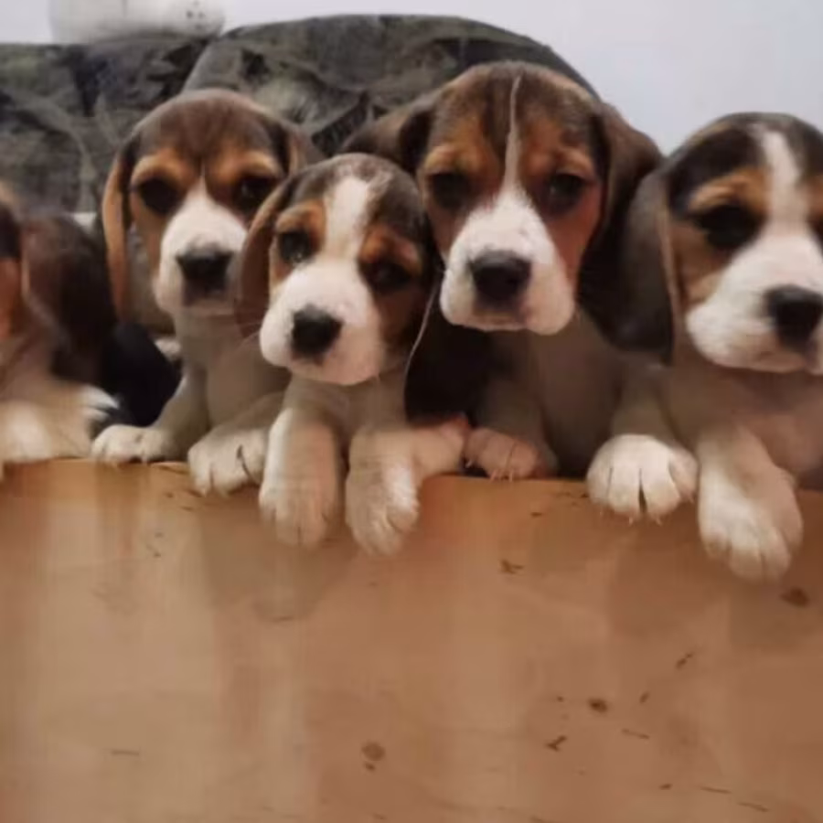 Beagle Puppies for Sale in Illinois (IL)