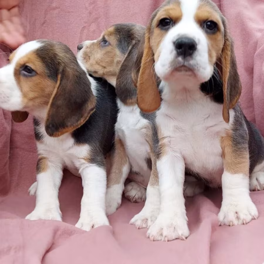 Beagle Puppies for Sale in Austin (TX)