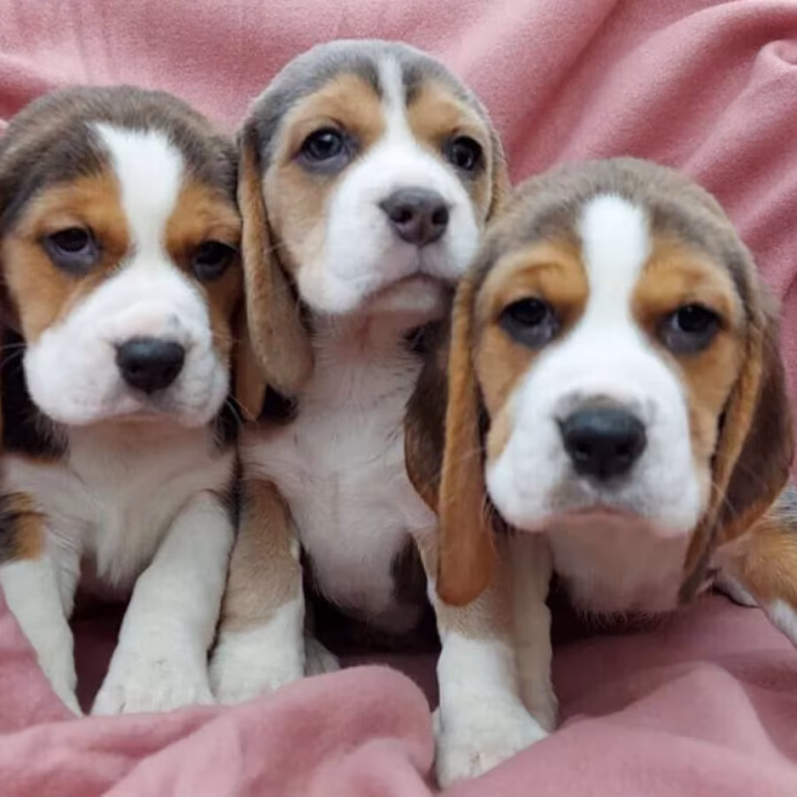 Beagle Puppies for Sale in Austin (TX)