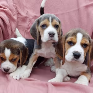 Beagle Puppies for Sale in Austin (TX)