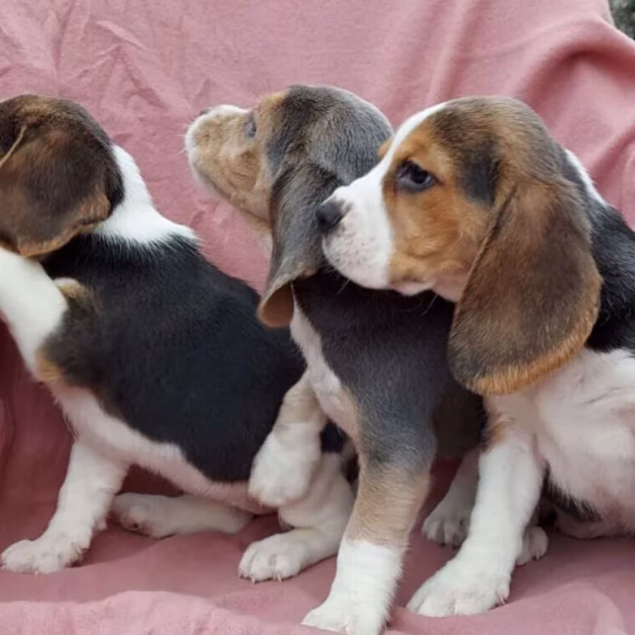 Beagle Puppies for Sale in Austin (TX)