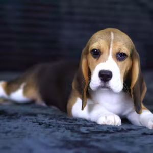 Beagle Puppies for Sale in New York (NY)