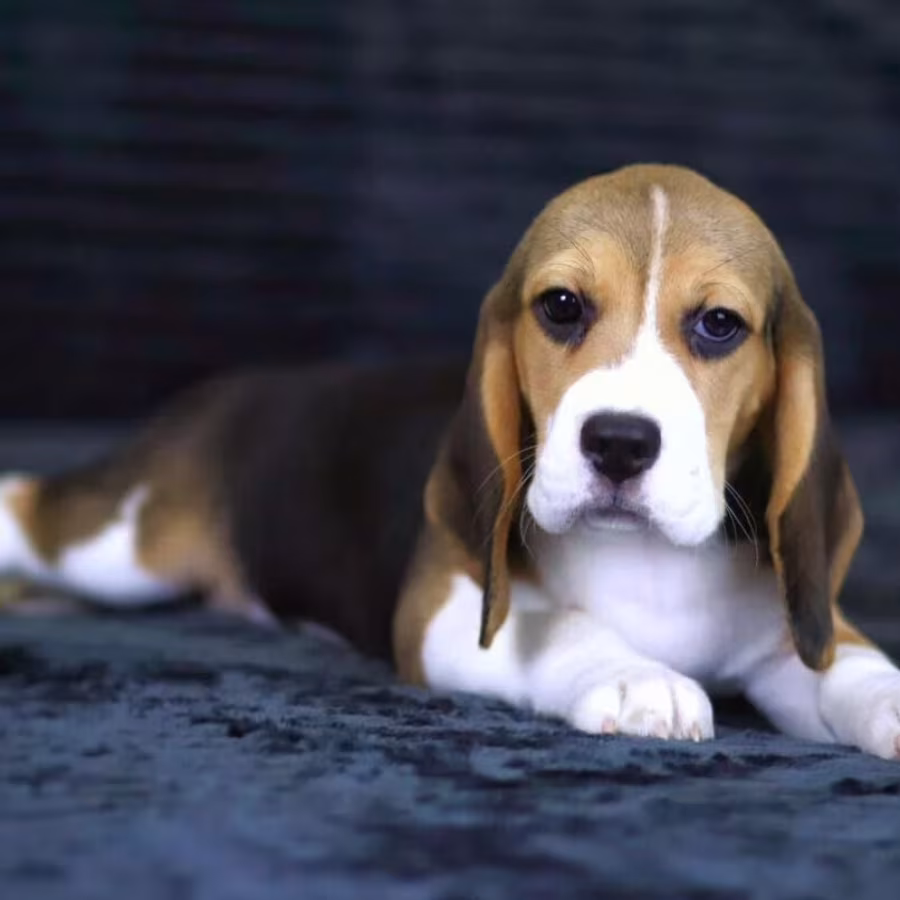 Beagle Puppies for Sale in New York (NY)