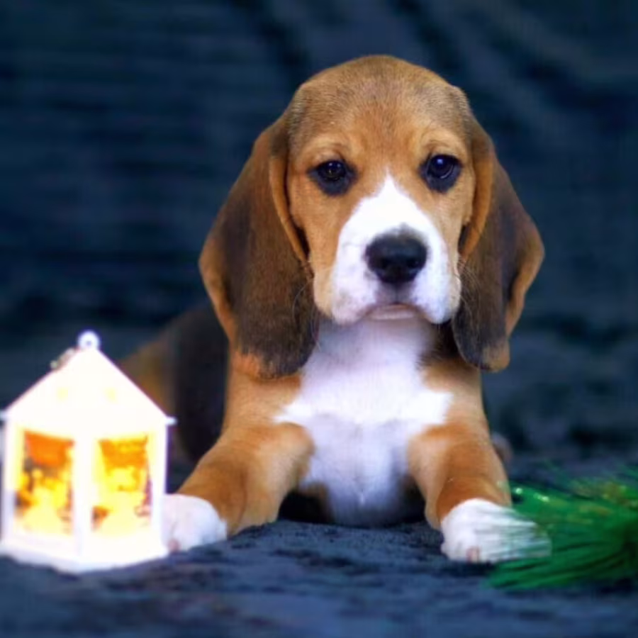 Beagle Puppies for Sale in New York (NY)