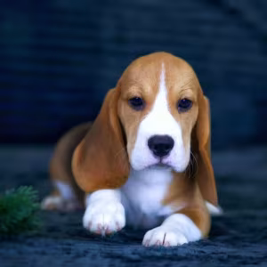 Beagle Puppies for Sale in New York (NY)
