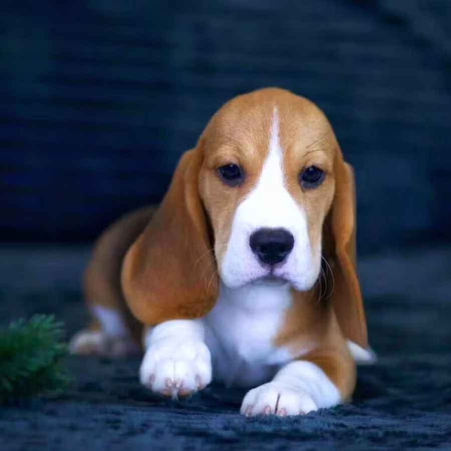 Beagle Puppies for Sale in New York (NY)
