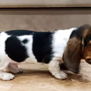 Basset Hound Puppies for Sale in Pennsylvania (PA)