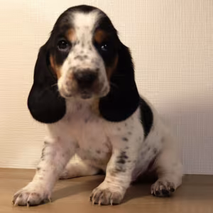 Basset Hound Puppy for Sale in San Diego (CA)
