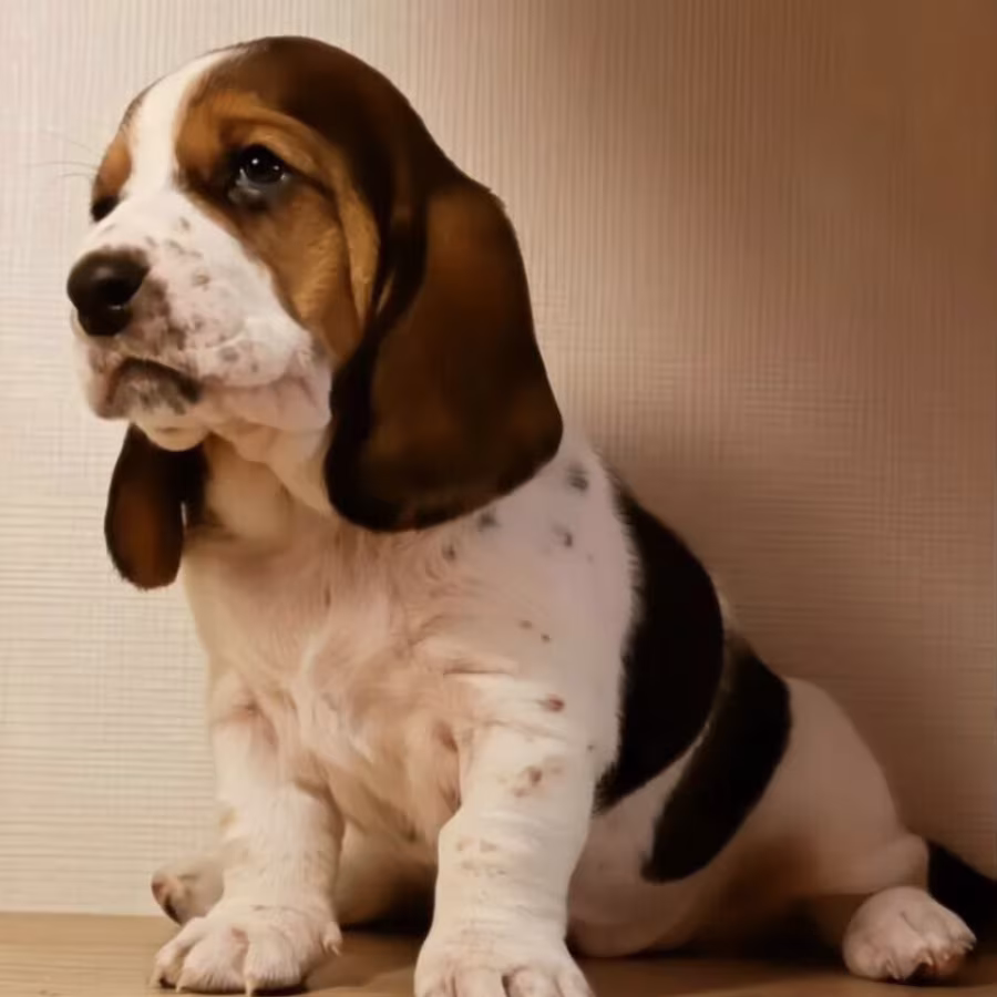 Basset Hound Puppy for Sale in San Diego (CA)