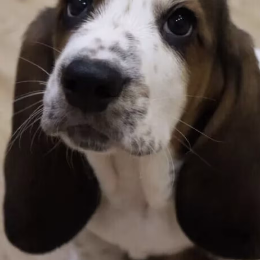 Basset Hound Puppy for Sale in San Diego (CA)