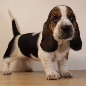 Basset Hound Puppy for Sale in San Diego (CA)