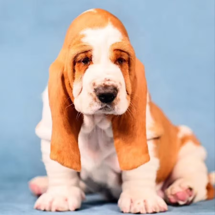Basset Hound Puppies for Sale in Arizona (AZ)