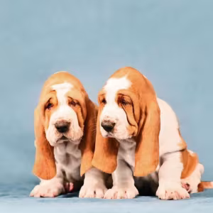Basset Hound Puppies for Sale in Arizona (AZ)