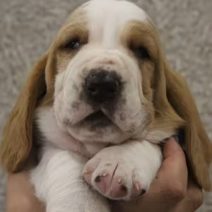 Basset Hound Puppies for Sale in Arizona (AZ)