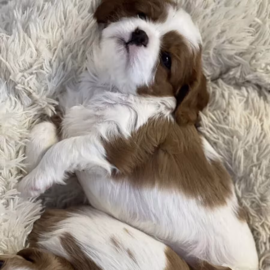 Cavalier King Charles Spaniel Puppies for Sale in New York (NY)